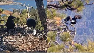 RAVENS TAKE ONE EGGSHELL OFF NEST AT SAME TIME JACKIE & SHADOW ARE MATING ON LS!! 😊 FOBBVCAM 2.2.26