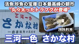 【三河一色さかな村 丸々太ったトラフグが登場 活魚,珍魚の宝庫 日本最高峰の朝市】あばお 海鮮ちゃんねる #448 2026.01.16