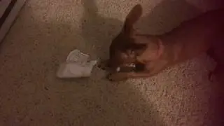 Dog ate my homework