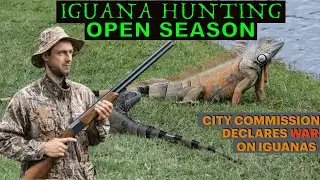 Iguana Hunting soon to be legal in Margate, FL