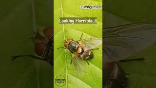 Farmers&rsquo; Secret Ally - Tachinid Fly #shorts #tachinidfly #insects #nature #wildlife #english