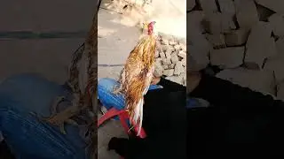#chicken #roosterfarm #musicgenre #birds #musicstyle #kabutar #musiccategory #pigeon