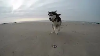 Husky Inuq playing on the beach // GoPro Hero4 Silver