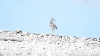 Yellow Legs