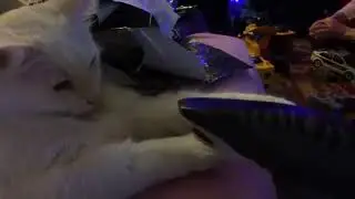 I asked my cat what he thought about the current political climate.