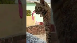 It's fascinating to watch a cat in such focused hunting mode😺🐾 #treandingshort #cat  #viralshorts