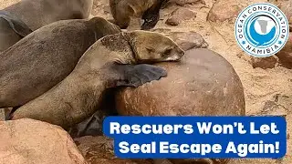 Rescuers Won't Let Seal Escape Again!