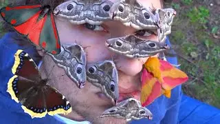 5 Random AMAZING Moths ft Bart Coppens