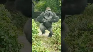Squirrel! #gorilla