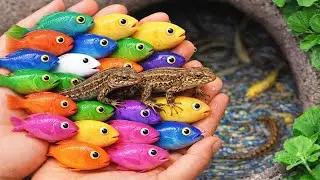 Catching Strange Freshwater Fish in Small Ponds & Giant Lizard | Pencil Fish, Betta Fish