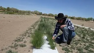 Seed Options for Indian Ricegrass Part 2: Searching for a 7th Release