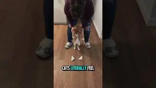 The Secret Purpose of Cats&rsquo; Paw Pads 🐾💡