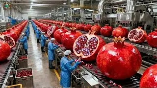 Inside A Factory Fresh Pomegranates Into Premium Juice Bottles Full Process