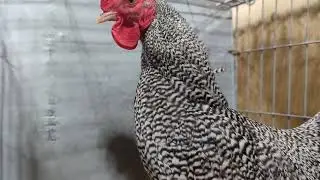 Scots dumpy cockerel in close up 4K