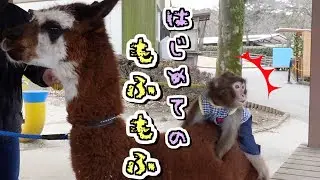 はじめてアルパカにさわった子猿の反応が最高にかわいい