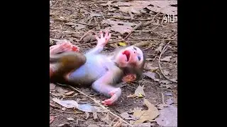 Baby Monkey Lying on the Forest Floor, Laughing With Pure Innocence as It Discovers the Joy
