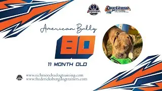 American Bully || 11 months old || Bo || Best Dog Trainers in VA