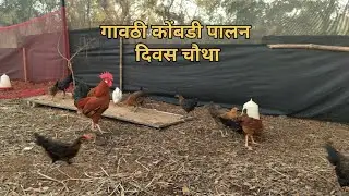 Gavthi Chicken Day - 4