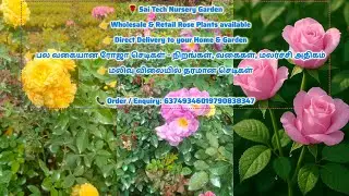 Wholesale & Retail Rose Plant 🌹 | Direct Delivery | Sai Tech Nursery Garden | Tamil