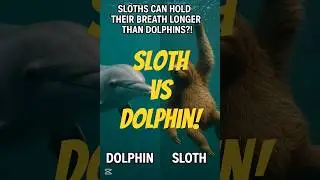 Sloth vs Dolphin: Breath Holding Showdown!