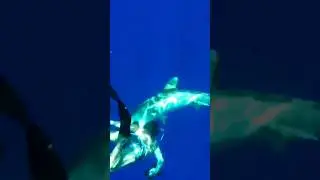 Oceanic Whitetip Shark:The Biggest Killer!