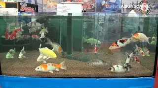 Aquariums of InterZoo 2012 (pt. 30) - Ogata Koi