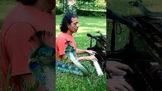Man playing soulful piano melodies in a peaceful park #shortsfeed #foryou #trendiing #viralvideos