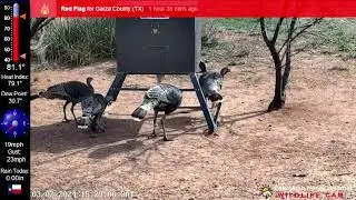 Flock of Turkey! (03/02/24) - Lake Alan Henry Weather - Texas