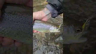 Had a great day on the river # trout #steelhead #Withtheloveofmylife #fishing #pnw