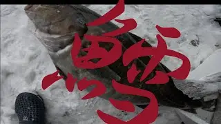 巨大真鱈をさばいた！　第98回