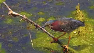Green Heron 4K Wildlife Video Shot On Sony FDR-AX100