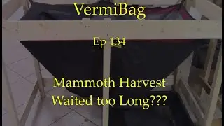 VermiBag  Ep 134  Waiting Too Long To Harvest??  Mammoth 1 Harvest
