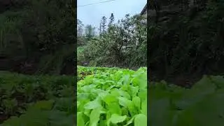 Exploring the Environment | Scenic Beauty #countryside