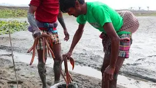 Real Eel Fish Catching Technique Under The Mud Water || Eel Fish Catching From Mud Water|| eels fish