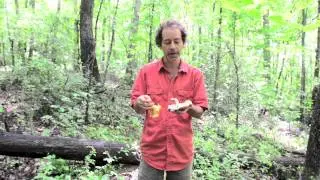 How to Clean Mushrooms - Alan Muskat