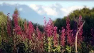 Wild Science: Wilderness and Climate Change