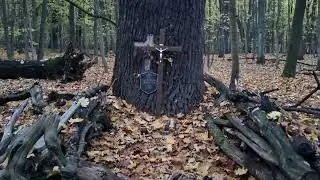 The dark forests around Warsaw
