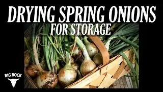 How to Harvest and Cure Onions for Long-Term Storage | Garden to Pantry