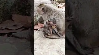 so cold full Of wet baby monkey 🐒 Vincent trying to get milk 🍼🥛#animals #animals #cute #babymonkey