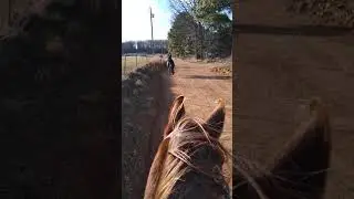 Alejandro's continuing saga of training for saddle and trail riding.