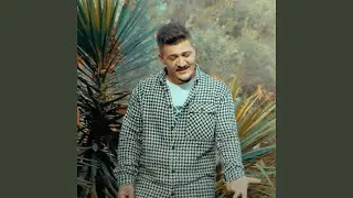 Alo dino