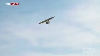 U&ccedil;uş g&uuml;venliği robot kuşlara emanet