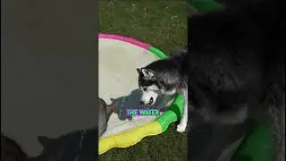 This Splash Pad is GREAT For Dogs (and I guess people too)