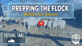 PREPPING FOR THE STORM: Winter Livestock Survival & Deep Bedding Secrets 🐑❄️