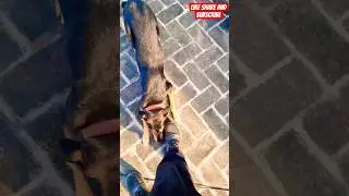 Reddy - Mishti #delhi #dog #comedy #cute #mumbai #hyderabad #Chennai #bhubaneswar #news
