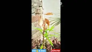 how to grow kaner from seed