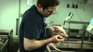 Pig3D: Food Responsibility Begins On The Farm