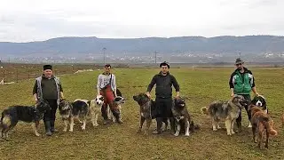 14 CAINI CIOBANESTI SI 1000 DE OI SI CAPRE LA STANA LUI CONSTANTIN IVAN DIN CÂNDEȘTI, JUD BUZAU.