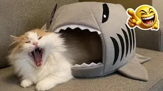 CATS: Crazy Antics and  Unstoppable Chaos