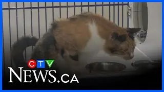 Windsor/Essex Humane Society celebrates 100 years